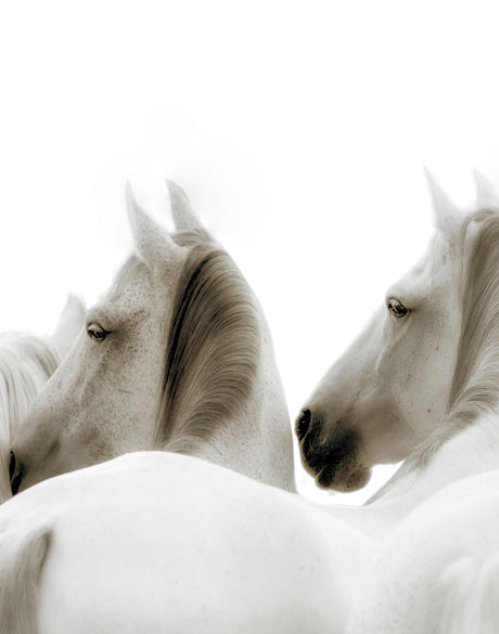 Les Chevaux II