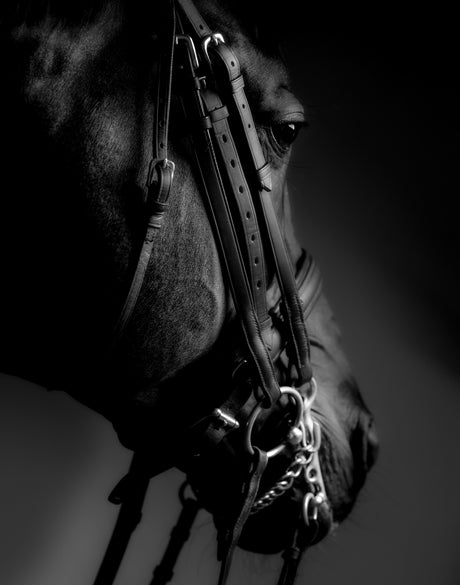 Les Chevaux VII (Canvas)
