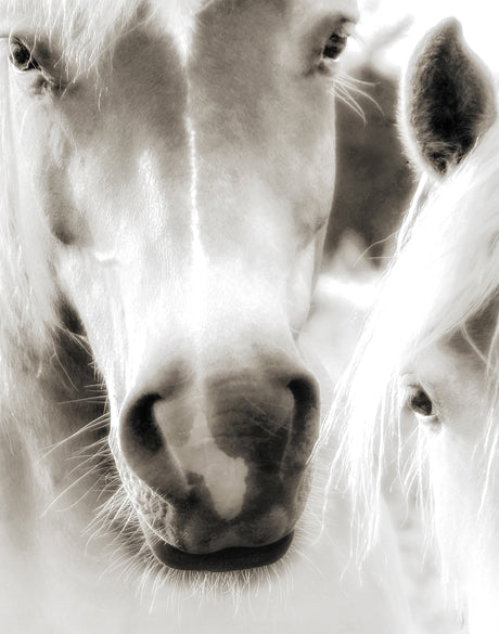 Les Chevaux V
