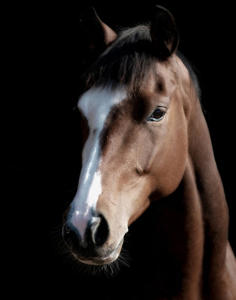 Les Chevaux VII