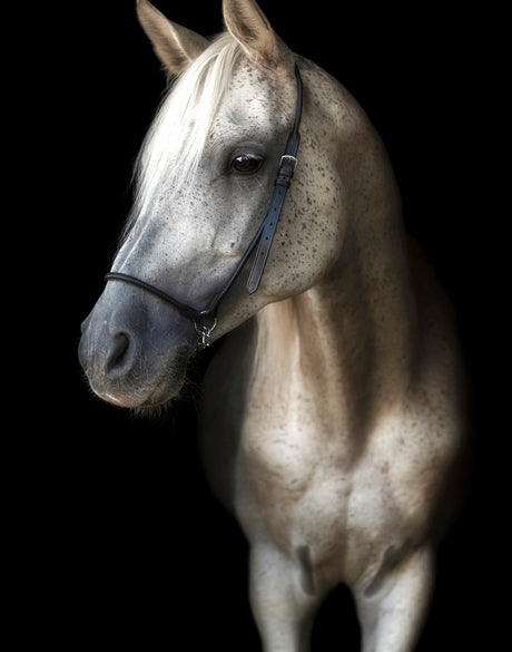 Les Chevaux XV (Canvas)