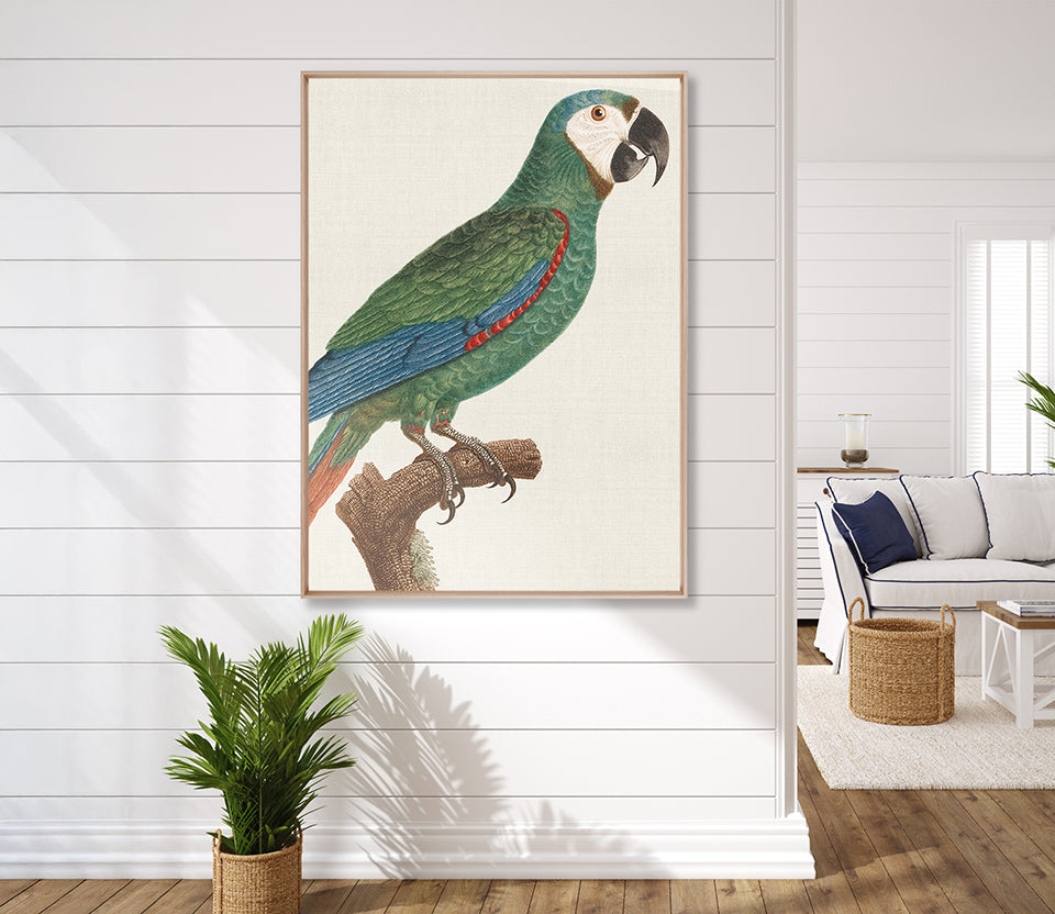 Naturelle des Perroquet I (Canvas)