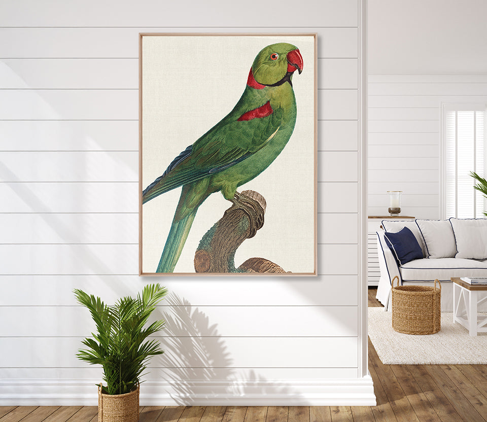 Naturelle des Perroquet V (Canvas)