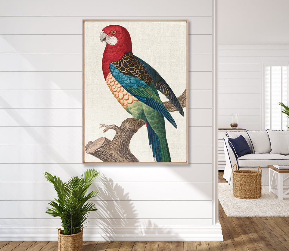 Naturelle des Perroquet VI (Canvas)