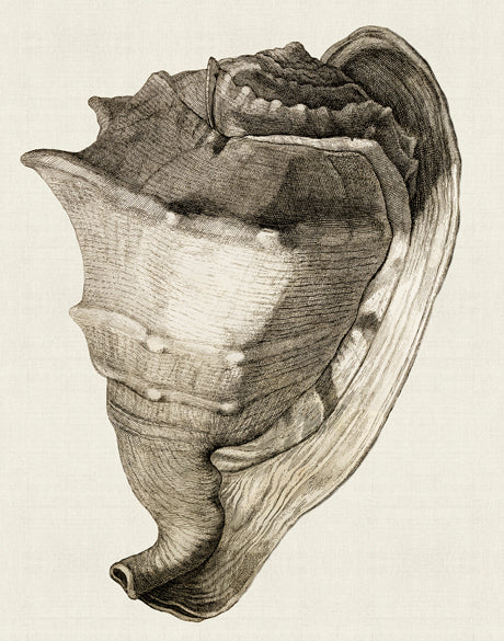 Black & White Shell II