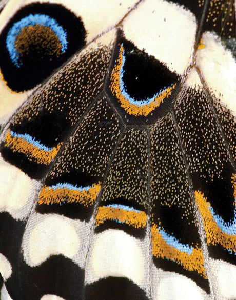 Macey Butterfly III (Canvas)
