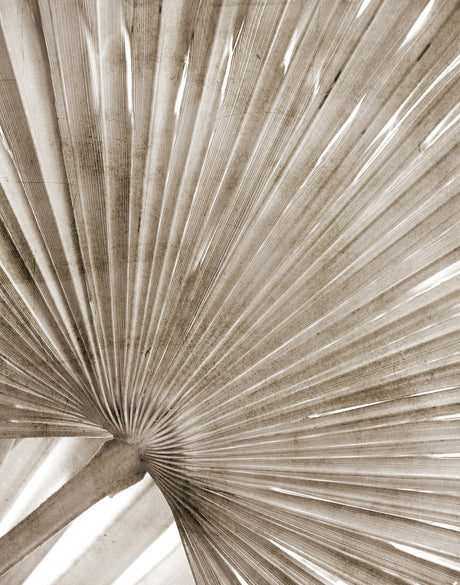 Palm Silhouette VII (Taupe)