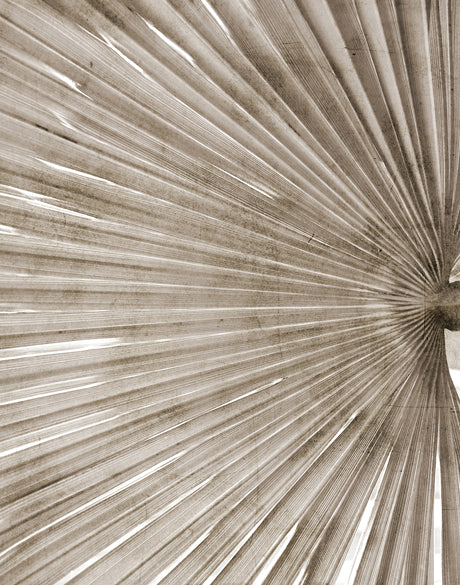 Palm Silhouette (Taupe) IX (Canvas)