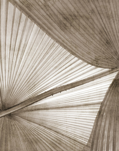Palm Silhouette XII (Taupe)
