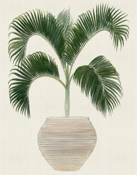 Palm Beauty III