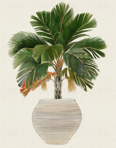 Palm Beauty V