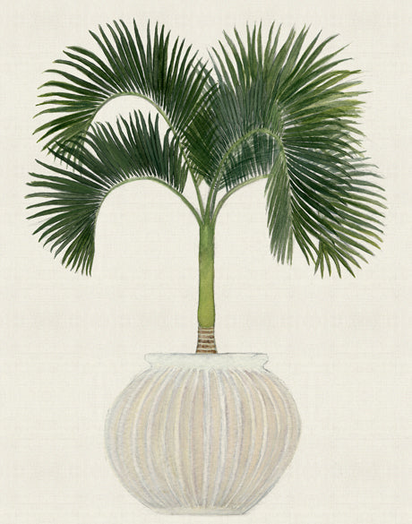 Palm Beauty VI
