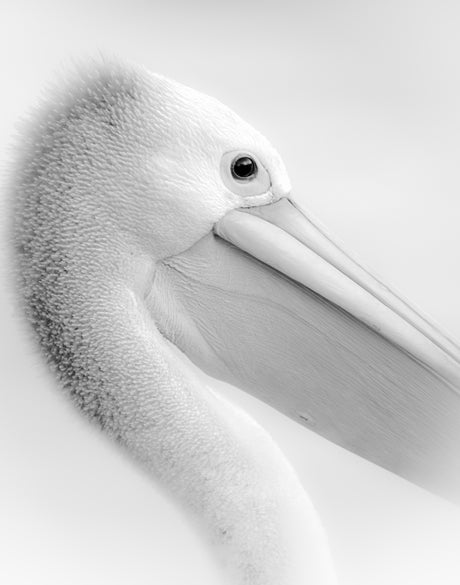 Mercer Black & White XXII (Canvas)