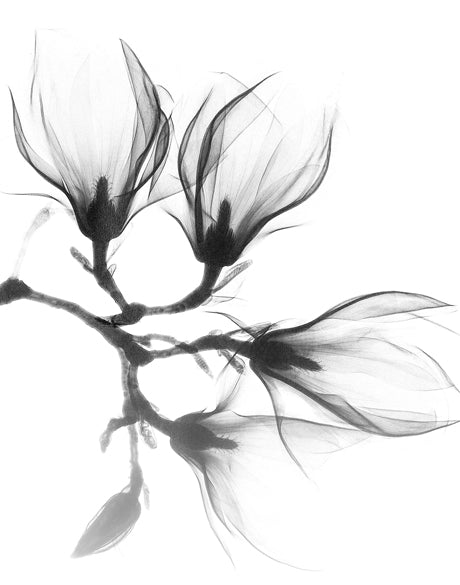 Mercer Black & White XXVI