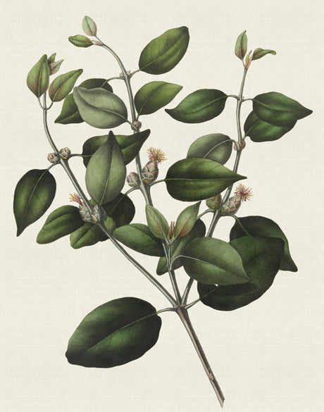 Botanical Bliss IV