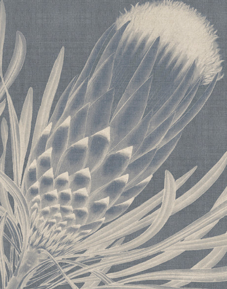 Protea Silhouette I (Canvas)