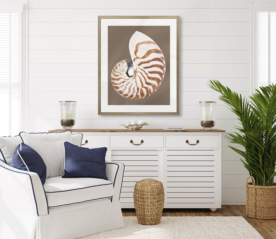 Nautilus Shell II