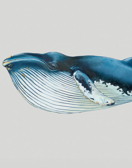 Blue Whale