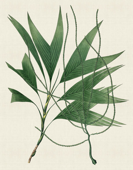 Palme D'Or Specimen III