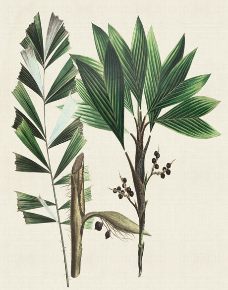 Palme D'Or Specimen V