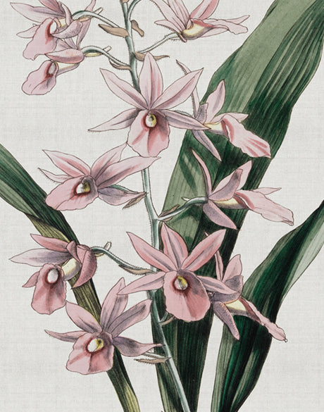 Orchid Beauty I (Canvas)