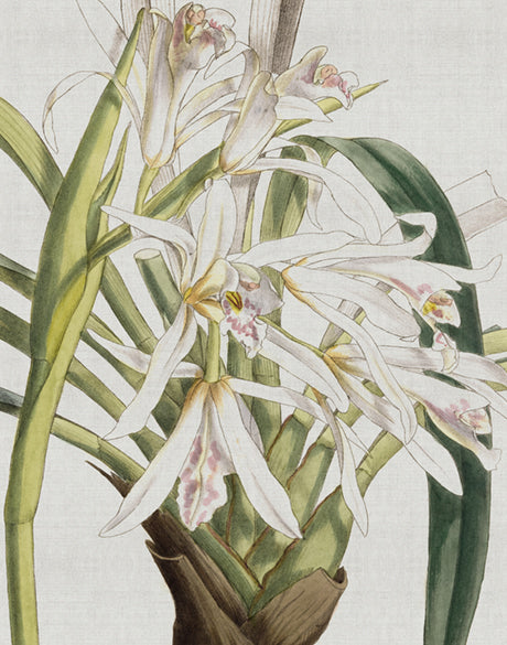 Orchid Beauty III (Canvas)