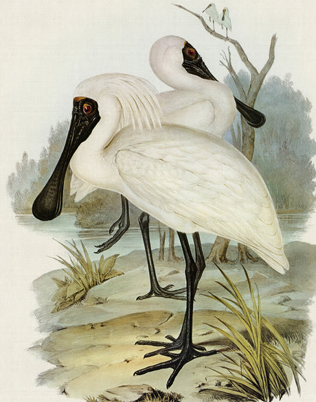 Pembroke Bird II