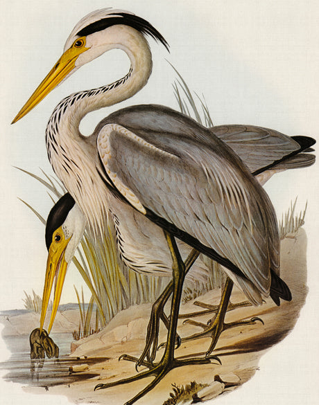 Pembroke Bird III