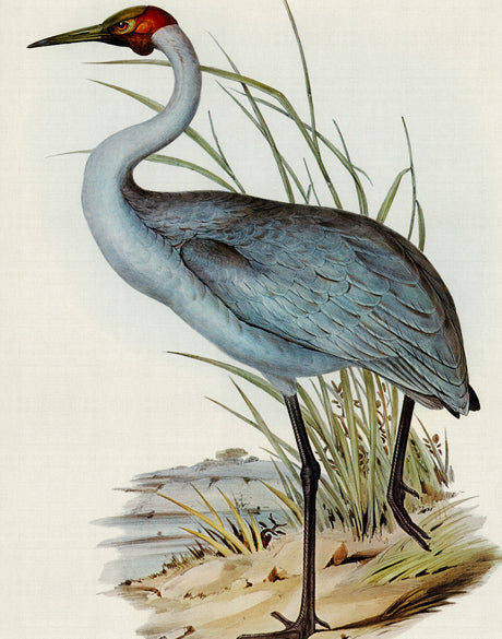 Pembroke Bird IV (Canvas)