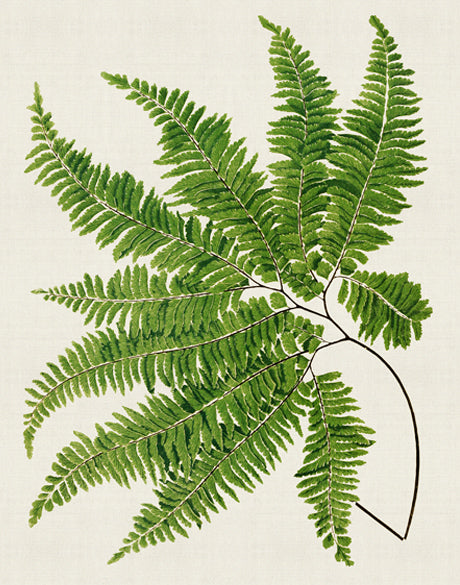Lush Fern I (Canvas)