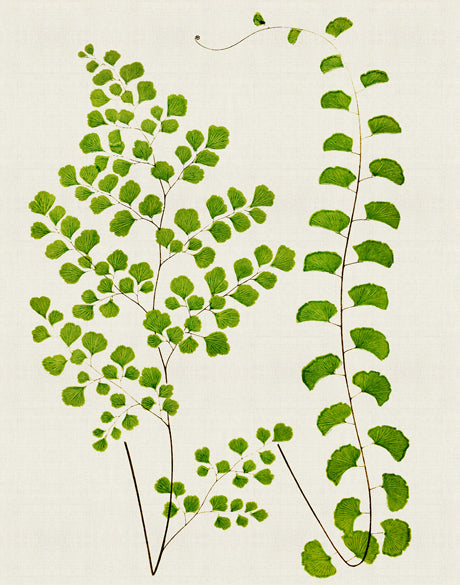 Lush Fern II (Canvas)