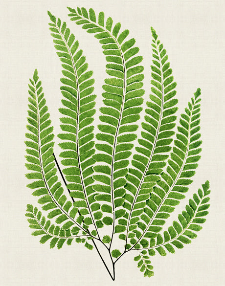 Lush Fern IV (Canvas)