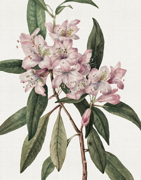 Phillipson Floral II (Canvas)