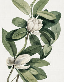 Phillipson Floral IV