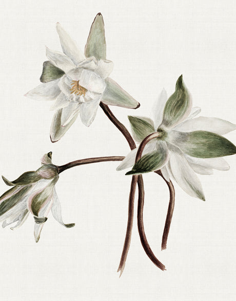 Phillipson Floral VIII (Canvas)