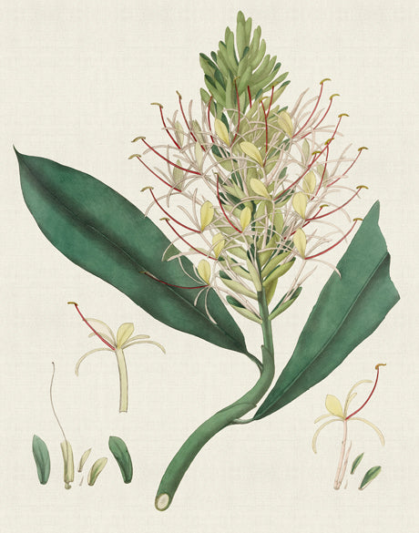 Exotic Garden I (Canvas)