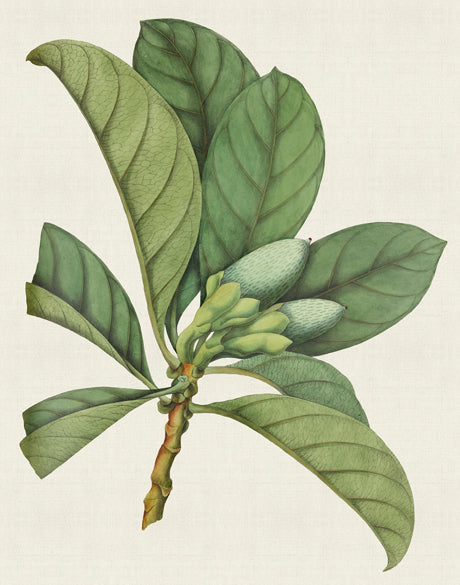 Exotic Garden II (Canvas)