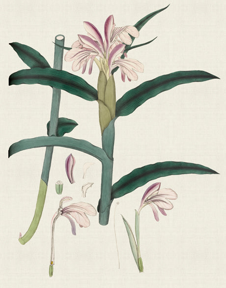 Exotic Garden III (Canvas)