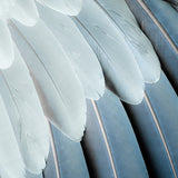 plume01_3