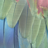 plume02_3