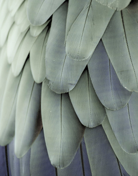 La Plume III (Canvas)