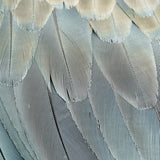 plume04-c-l_3