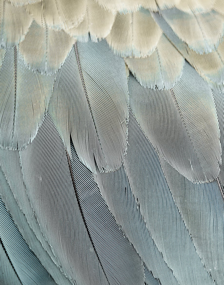 La Plume IV (Canvas)