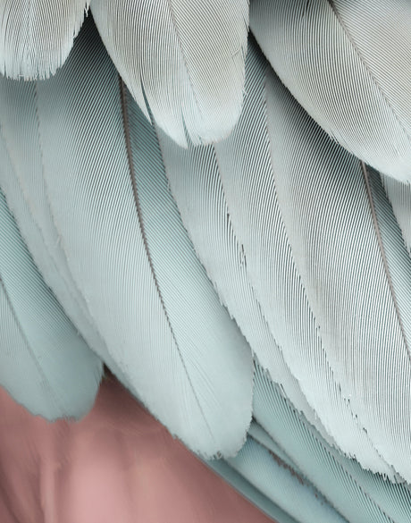La Plume VI