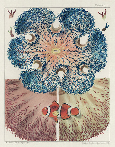 Marine Kaleidoscope I (Canvas)
