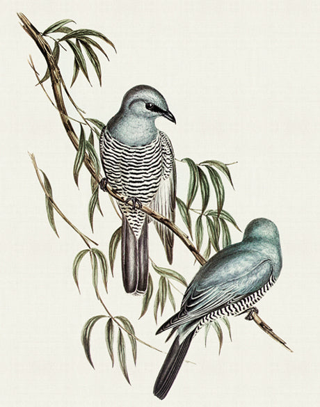 Shildon Birds V (Canvas)