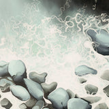 shore05_3