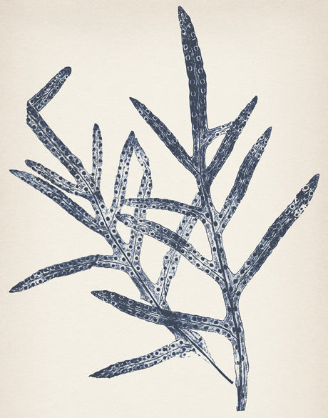 Nature Print V