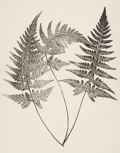 Nature Print XIII