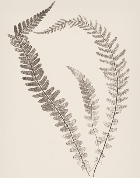 Nature Print XIV (Canvas)
